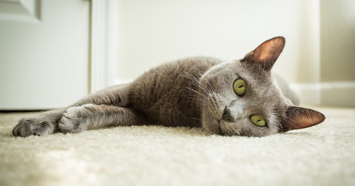 why-is-my-cat-peeing-on-the-carpet